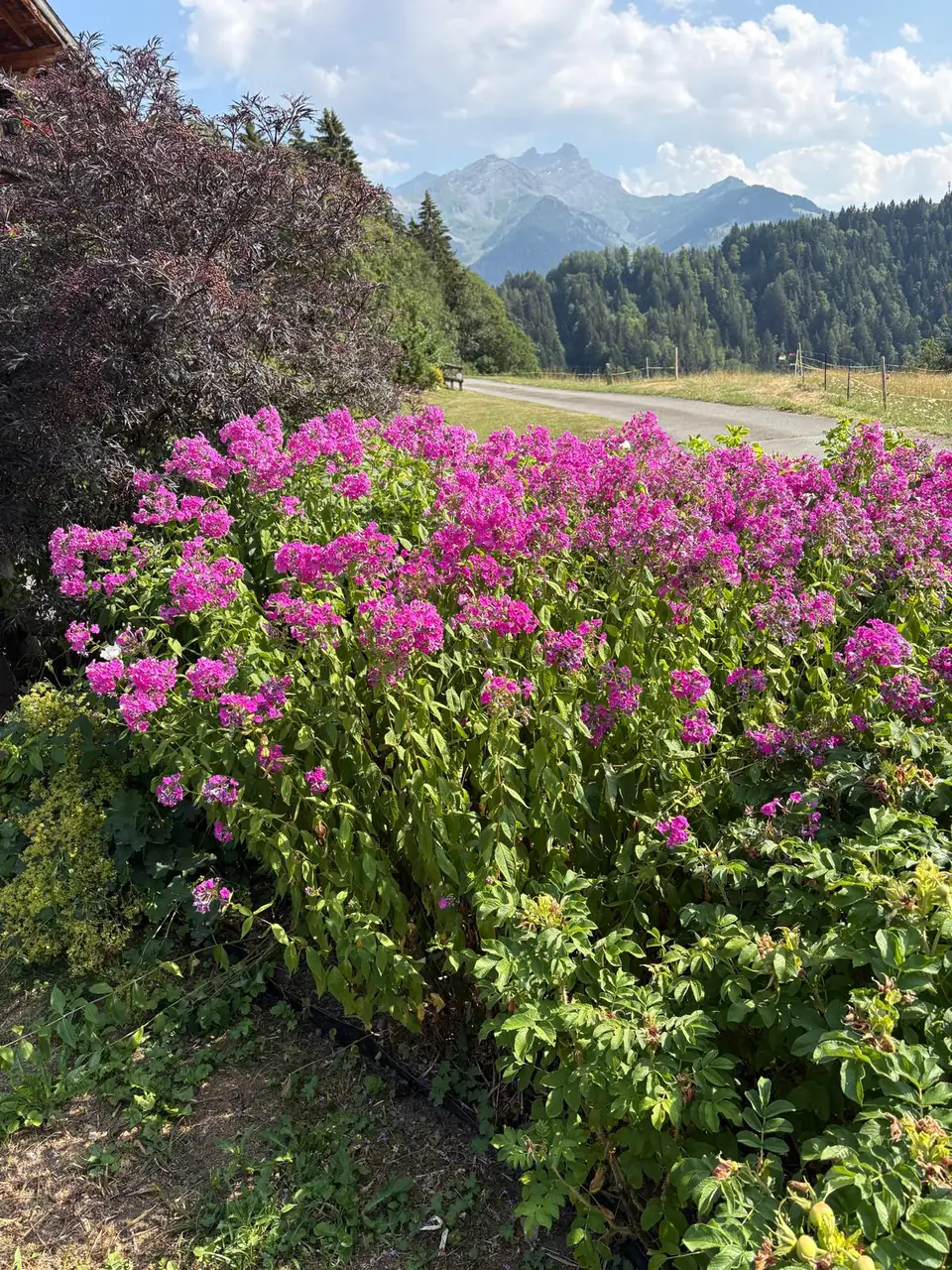 Jardin de montagne