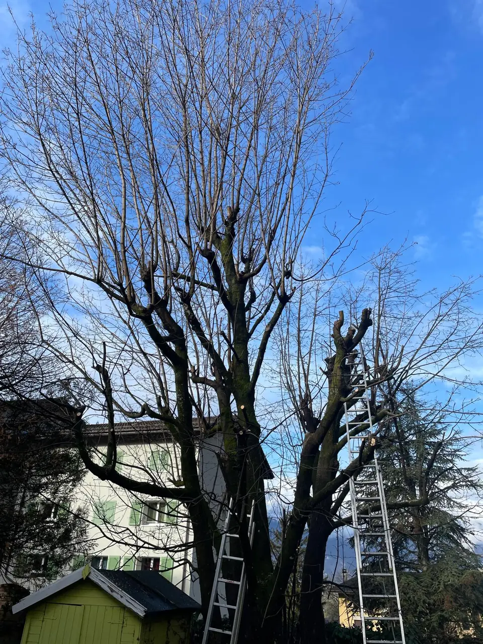 Taille d’arbre