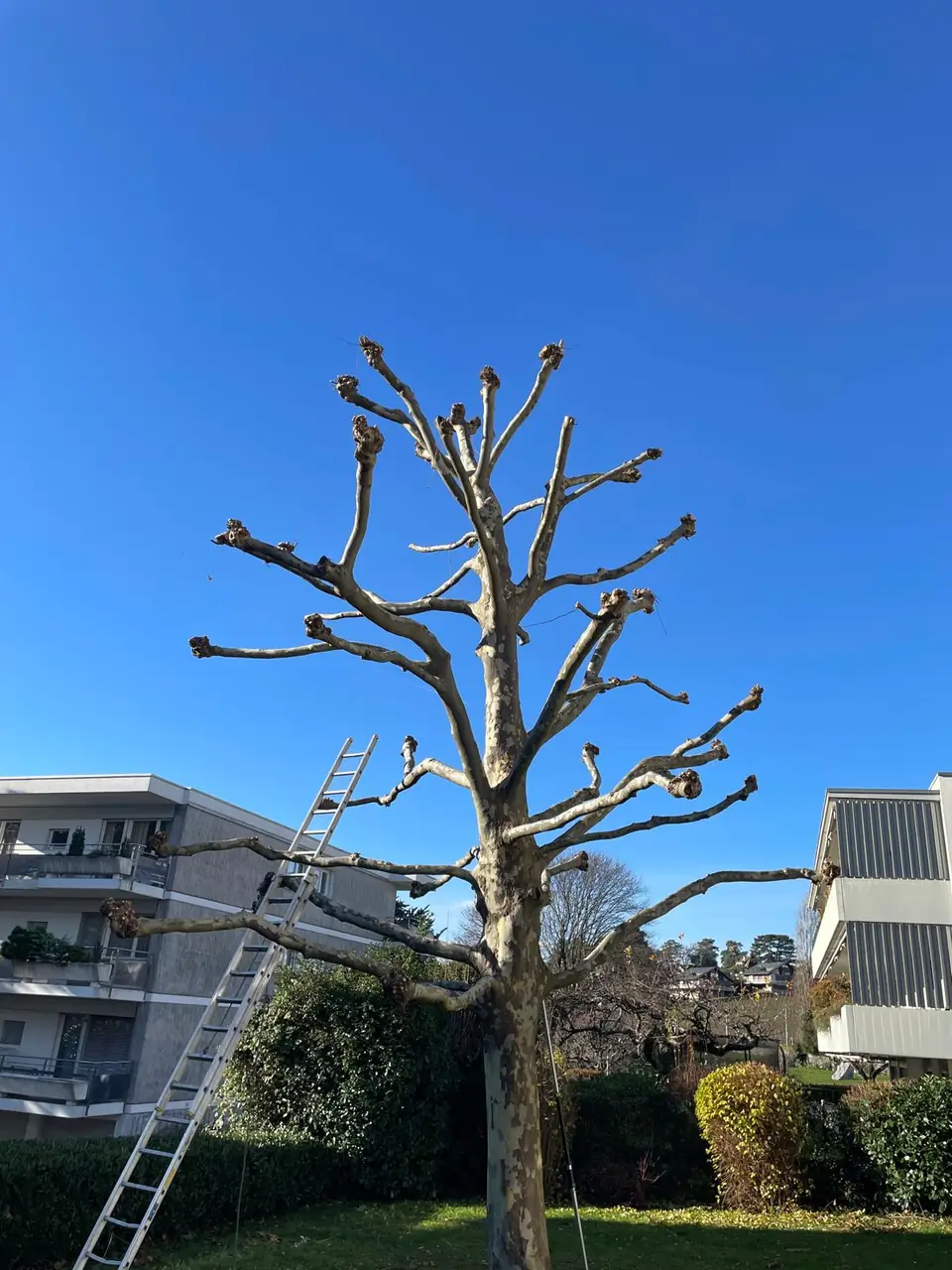 Taille d’arbre