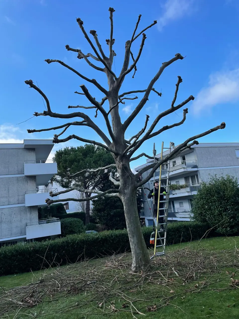 Taille d’arbre