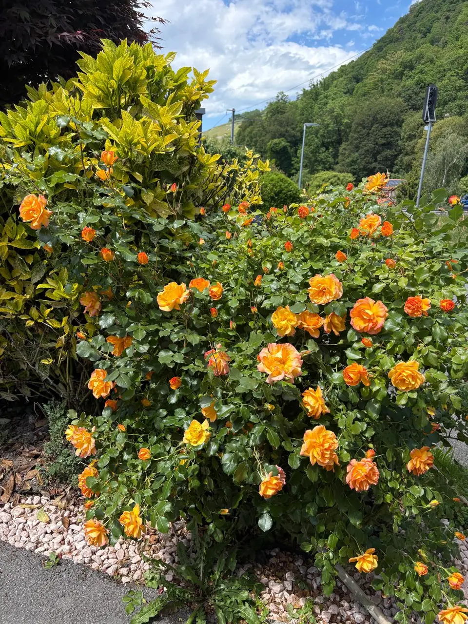 Rosiers