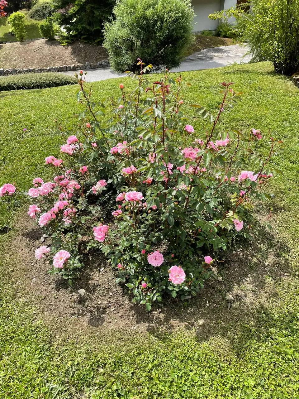 Rosiers