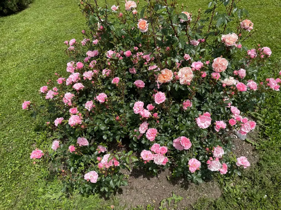 Rosiers