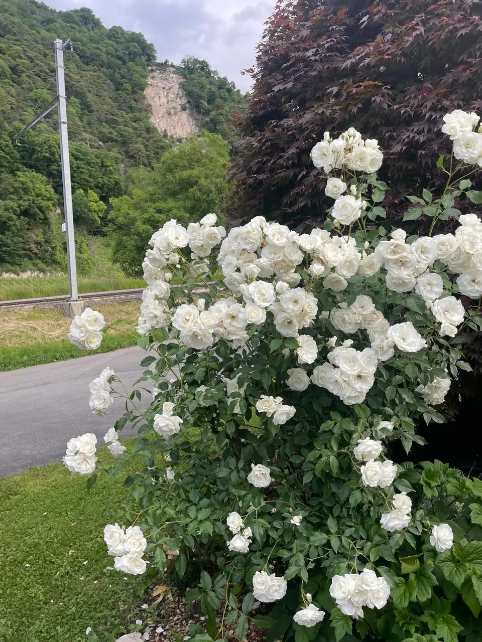 Rosiers