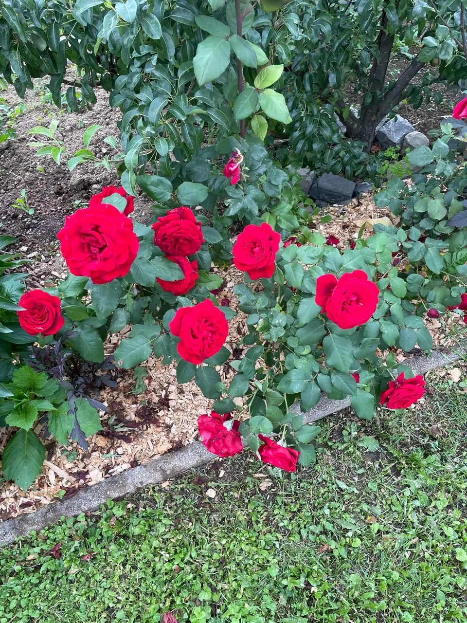 Rosiers