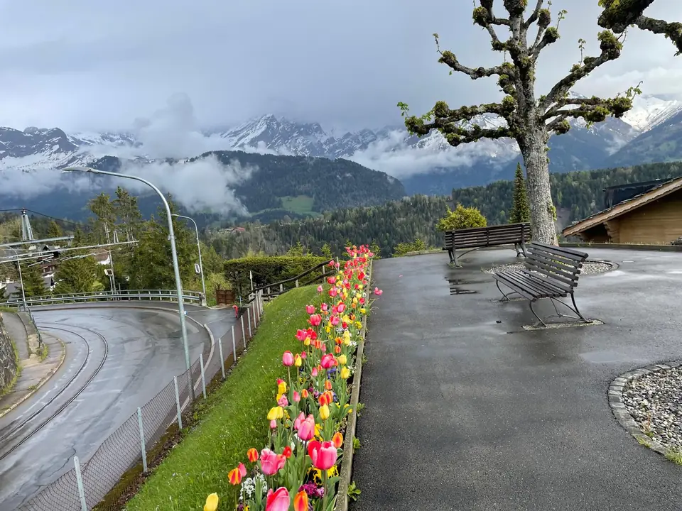 Tulipes de printemps