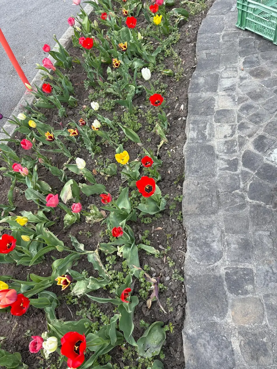 Tulipes de printemps